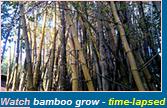 Bamboo Plants Natal Wiki Youtube clips